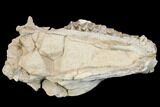 Fossil Oreodont (Merycoidodon) Skull - Wyoming #144156-1